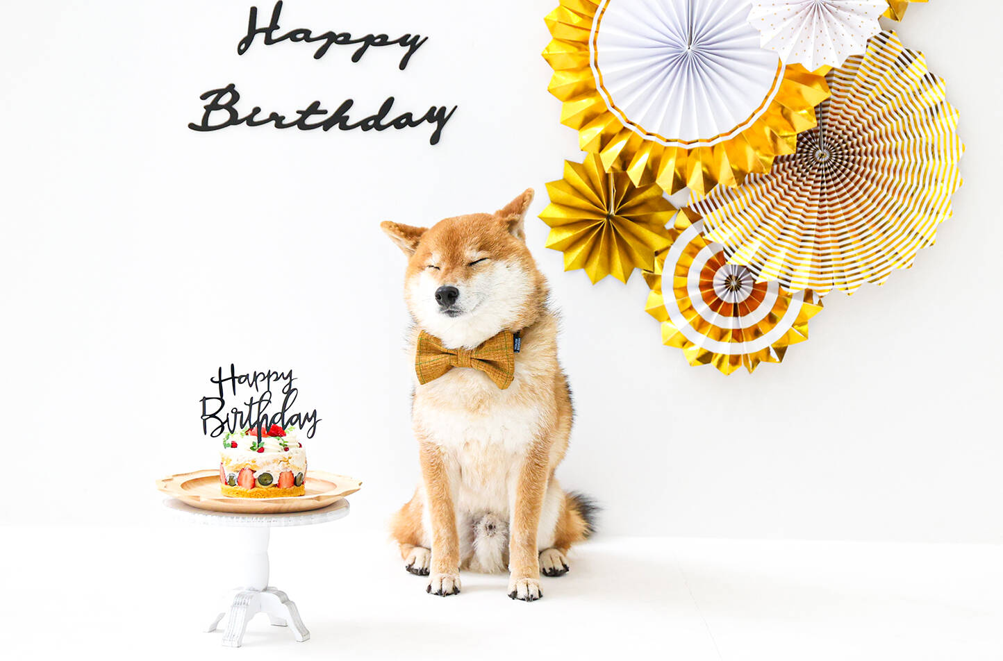 お犬さま写真館での撮影シーン5