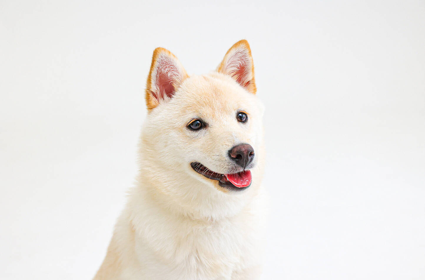 お犬さま写真館での撮影シーン3