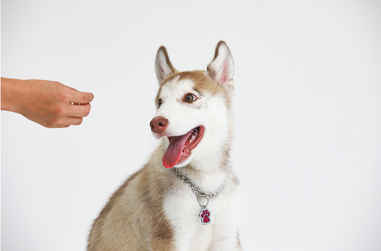 お犬さま写真館での撮影シーン6