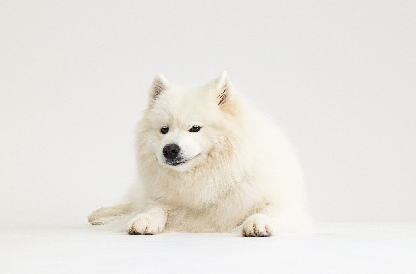 お犬さま写真館での撮影シーン12